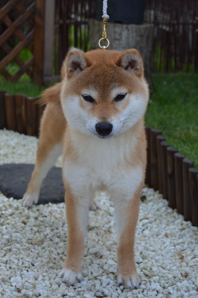 Beni ichiryu go tokachi sakuraiso