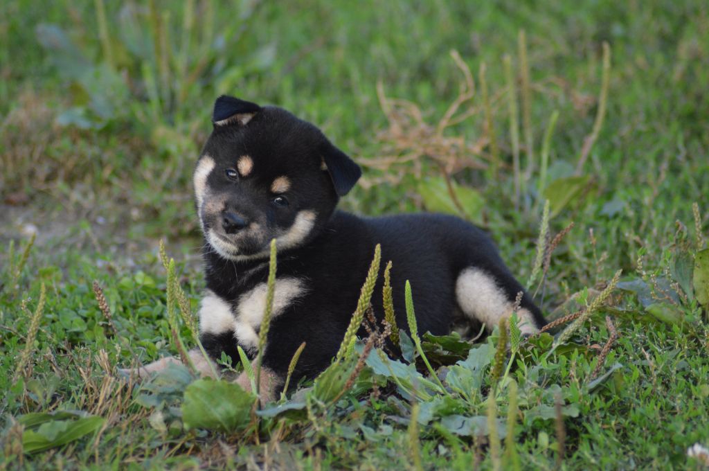 Sumidagawasou - Chiot disponible  - Shiba