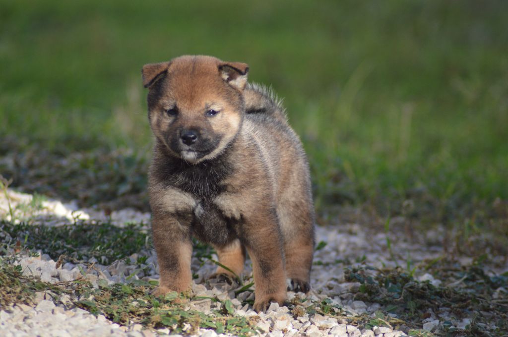 Sumidagawasou - Chiot disponible  - Shiba