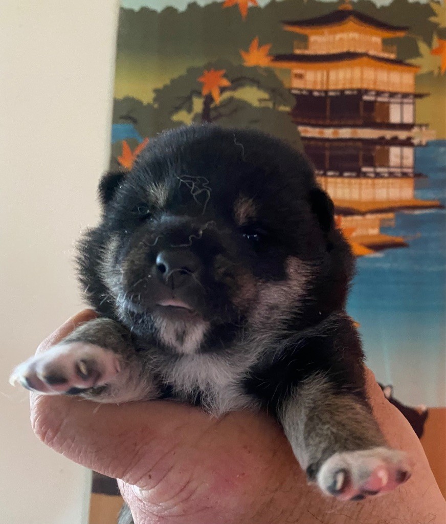 Sumidagawasou - Chiot disponible  - Shiba