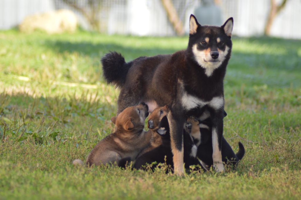 chiot Shiba Sumidagawasou