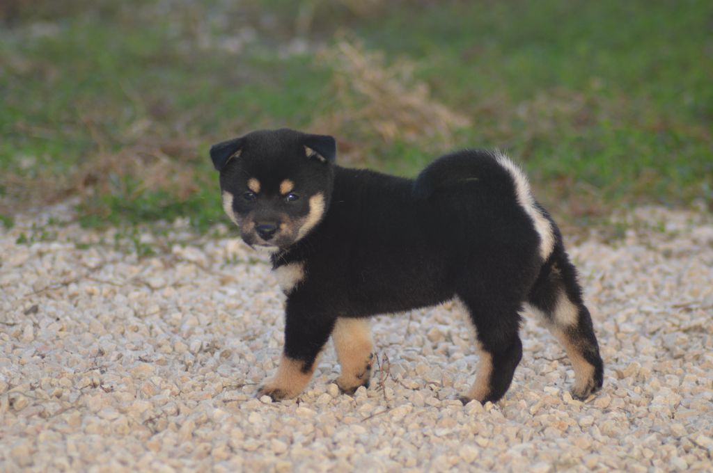 Sumidagawasou - Chiot disponible  - Shiba