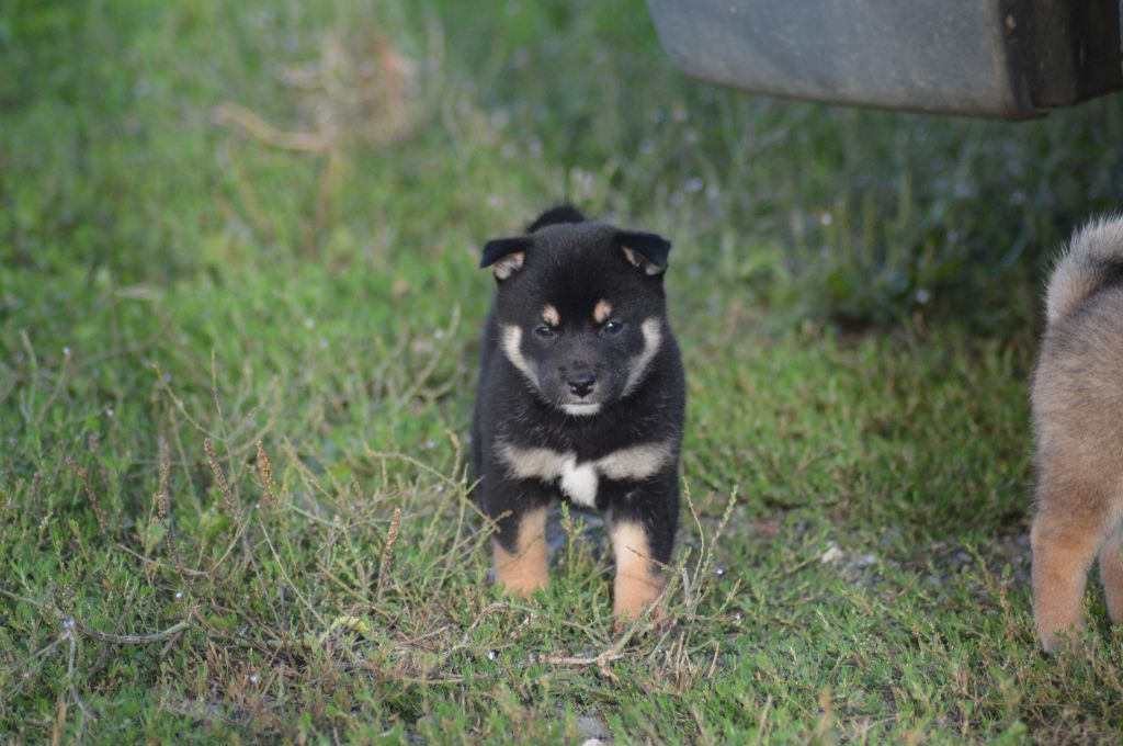 Sumidagawasou - Chiot disponible  - Shiba