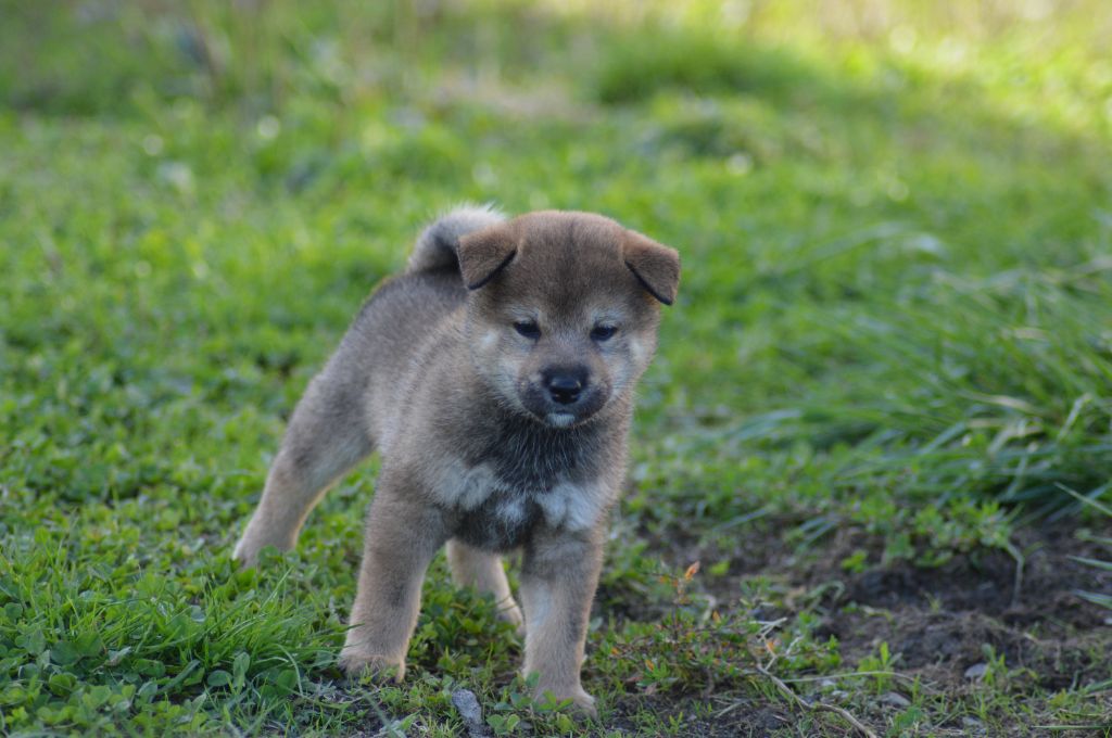 Sumidagawasou - Chiot disponible  - Shiba