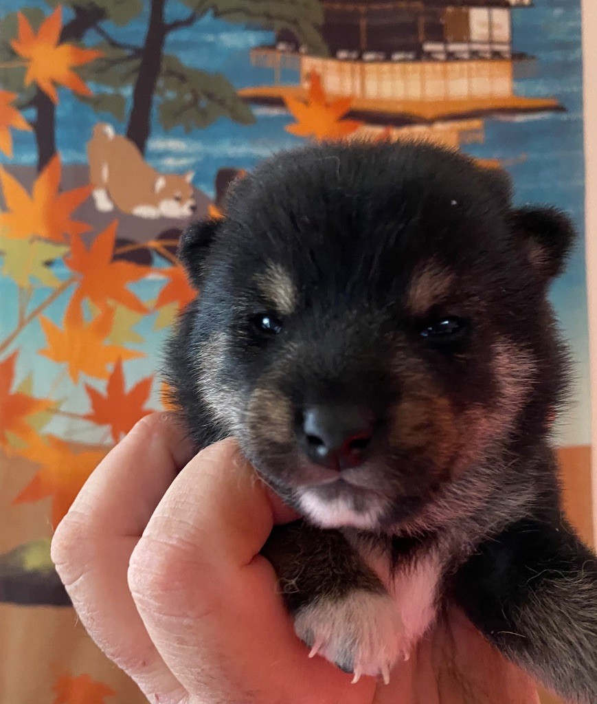 Sumidagawasou - Chiot disponible  - Shiba