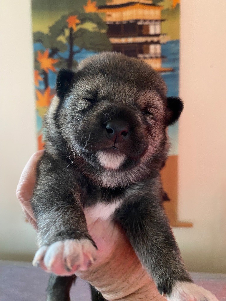 Sumidagawasou - Chiot disponible  - Shiba