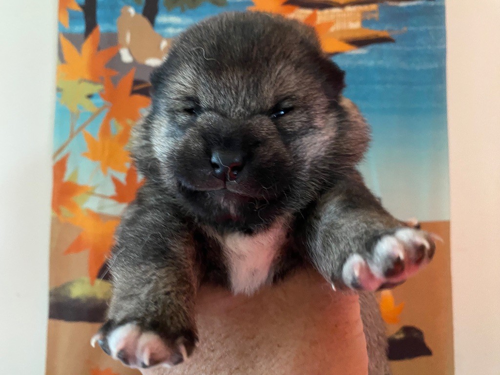 Sumidagawasou - Chiot disponible  - Shiba