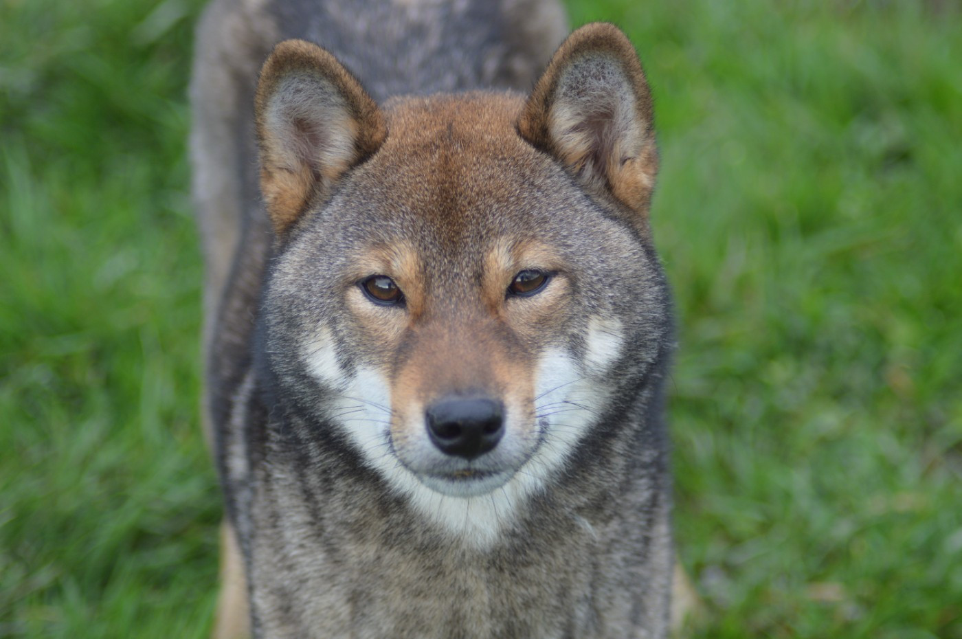 V'Heya Go Sumidagawasou