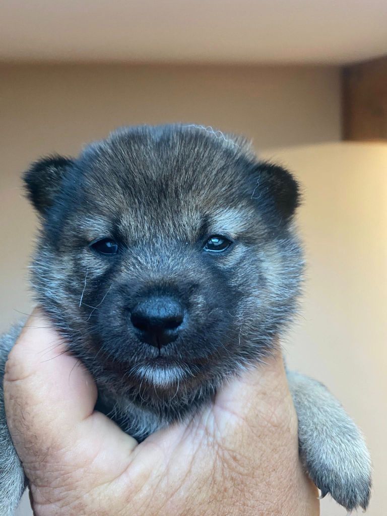 Sumidagawasou - Chiots disponibles - Shiba