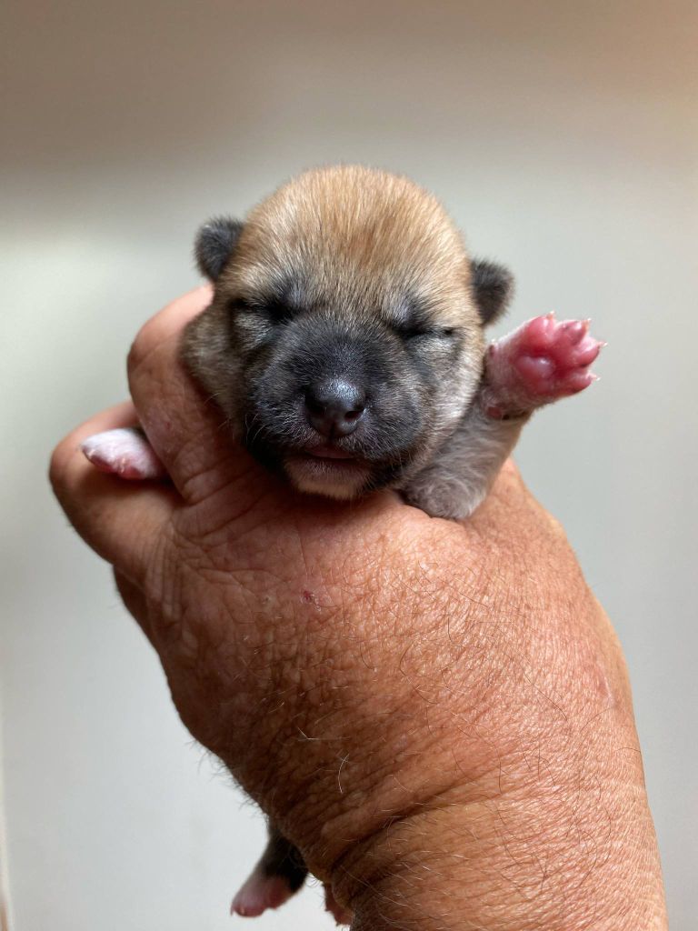 Sumidagawasou - Chiots disponibles - Shiba