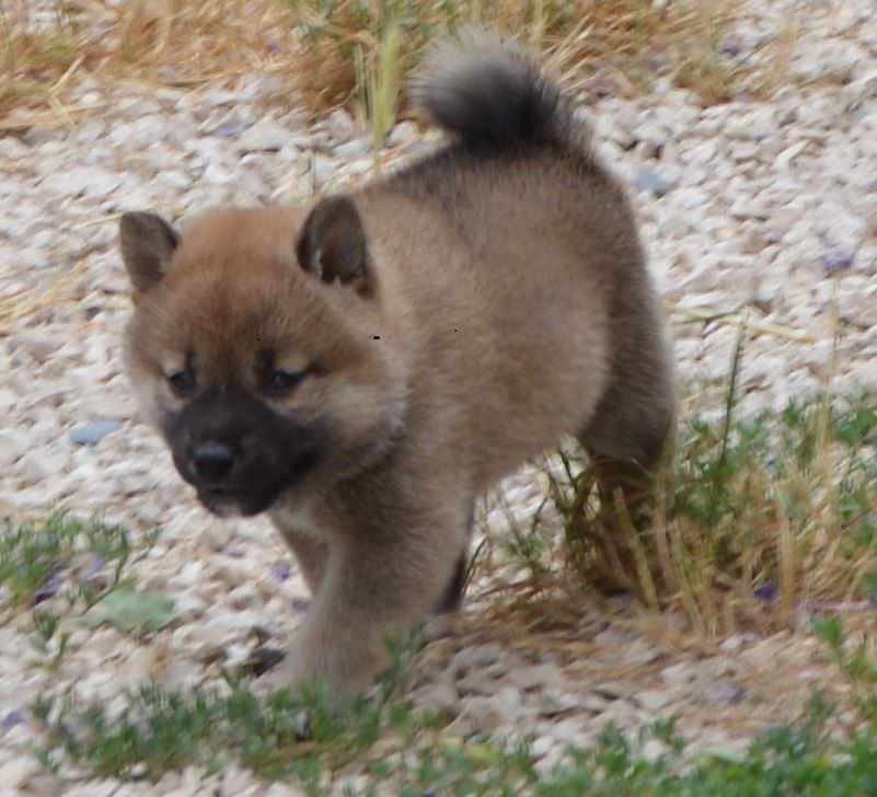 Sumidagawasou - Chiots disponibles - Shiba