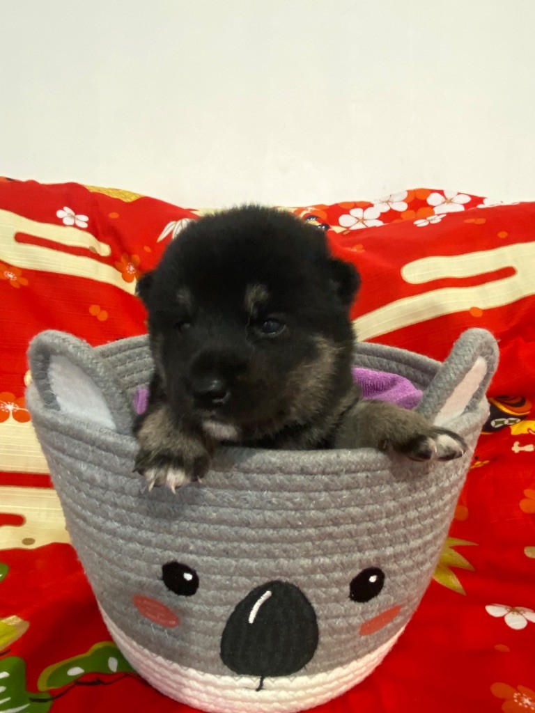Sumidagawasou - Chiots disponibles - Shiba