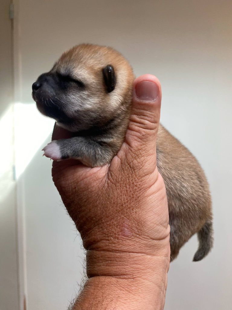 Sumidagawasou - Chiots disponibles - Shiba