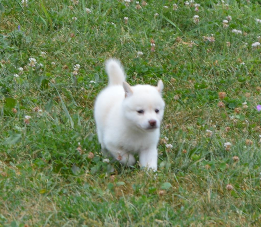 Sumidagawasou - Chiots disponibles - Shiba