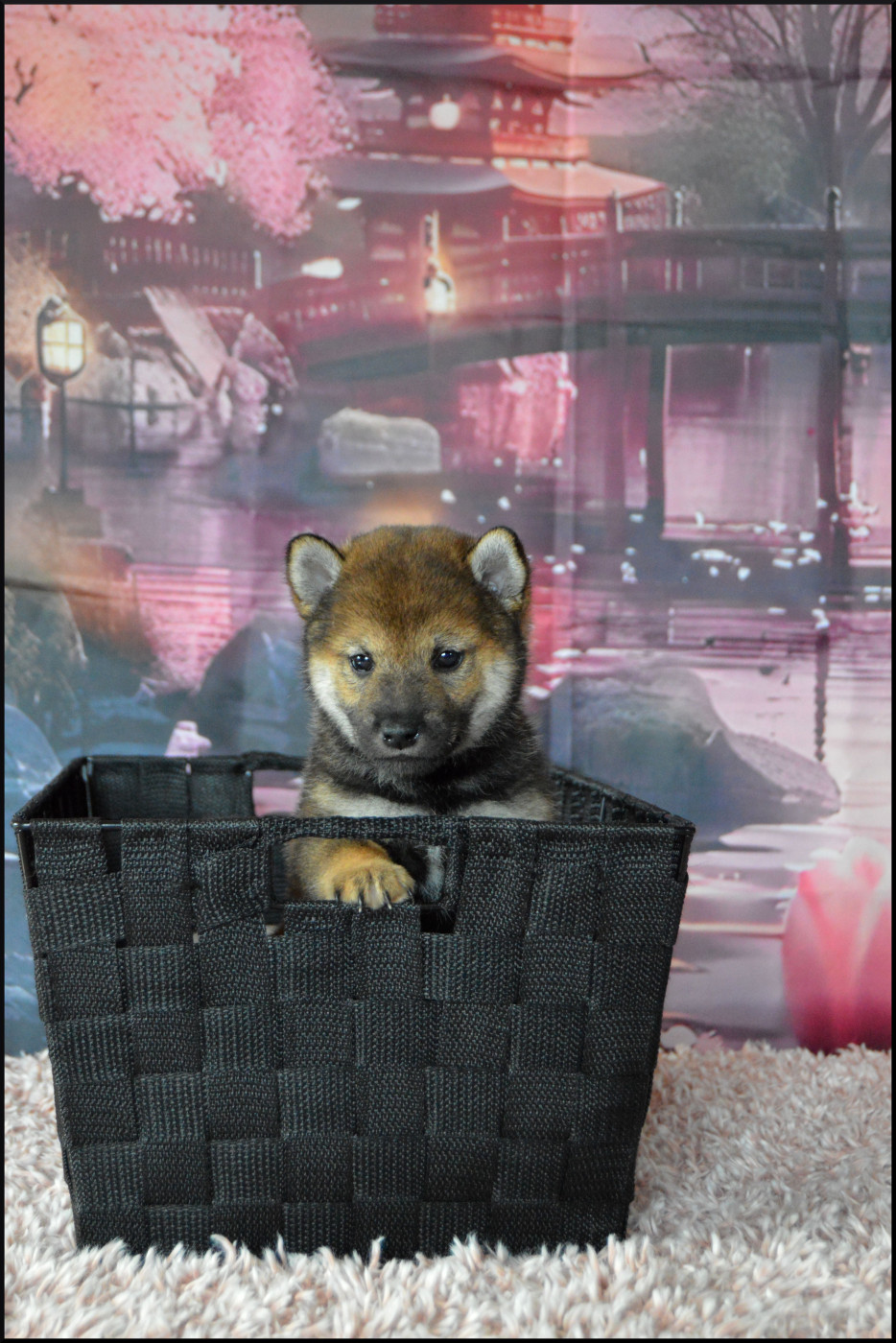 Sumidagawasou - Chiots disponibles - Shiba