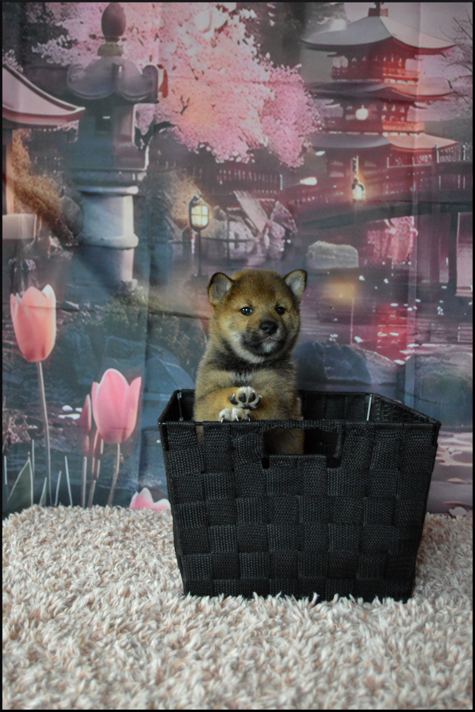 Sumidagawasou - Chiots disponibles - Shiba