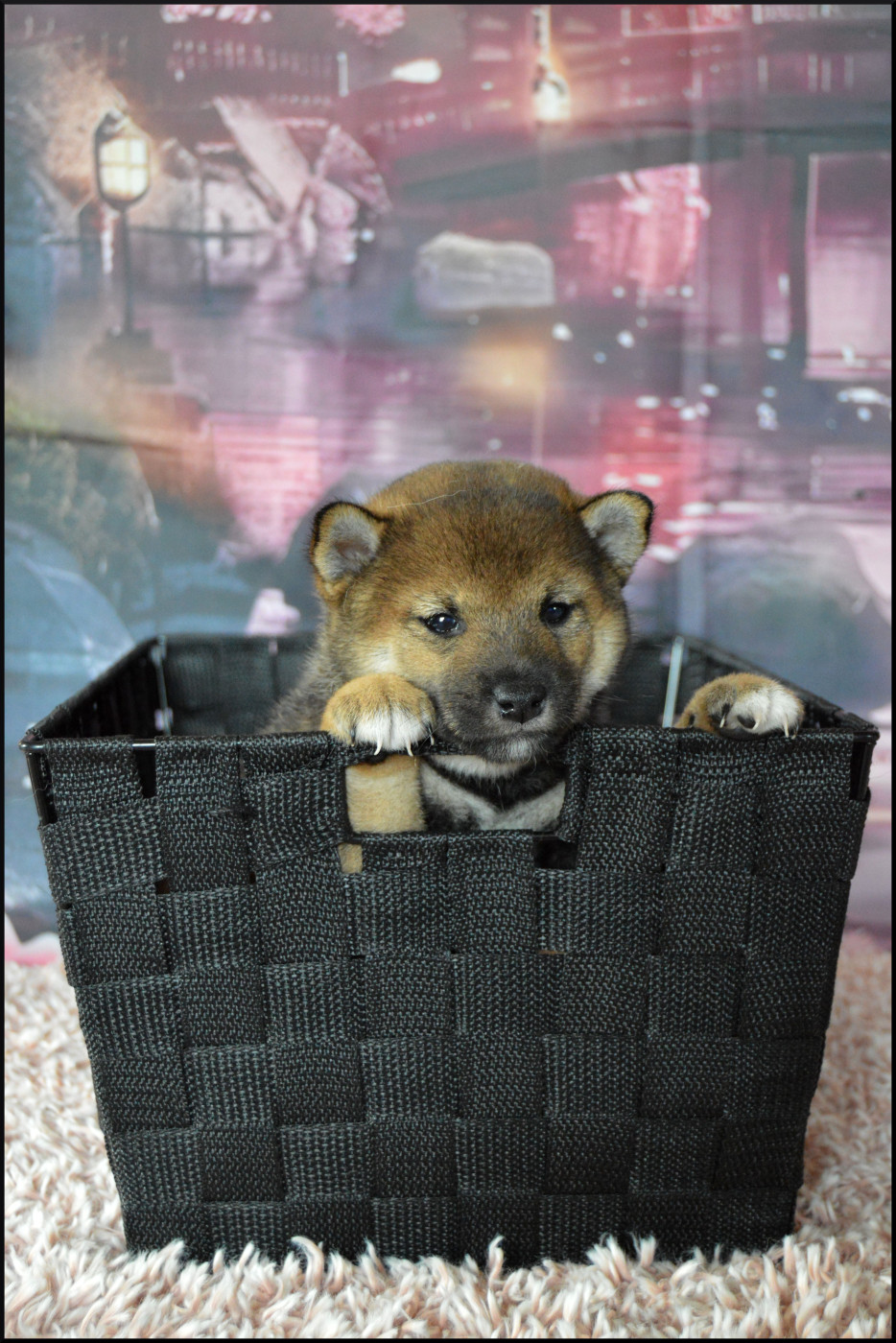 Sumidagawasou - Chiots disponibles - Shiba