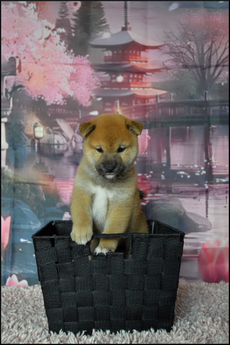 Sumidagawasou - Chiots disponibles - Shiba