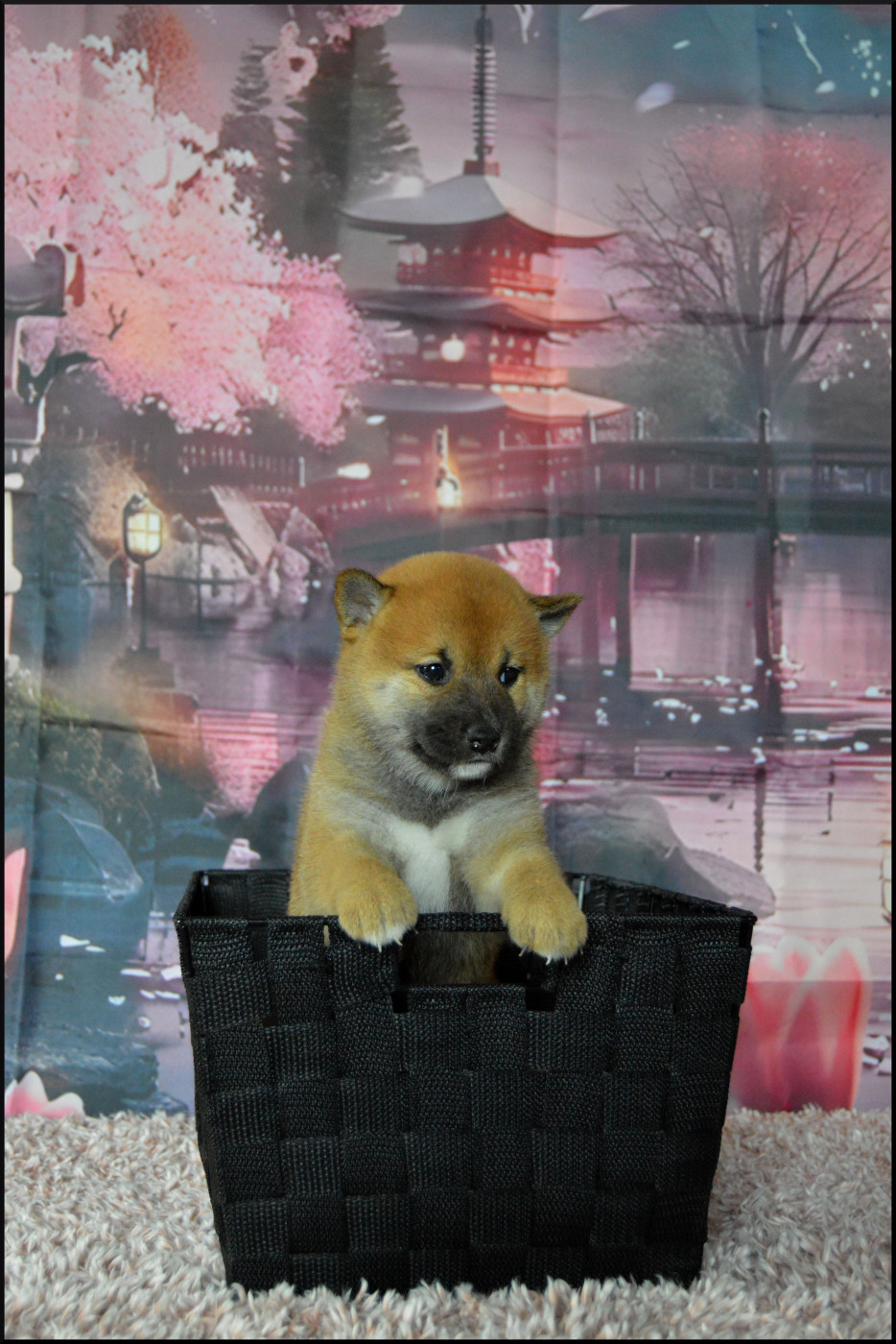 Sumidagawasou - Chiots disponibles - Shiba