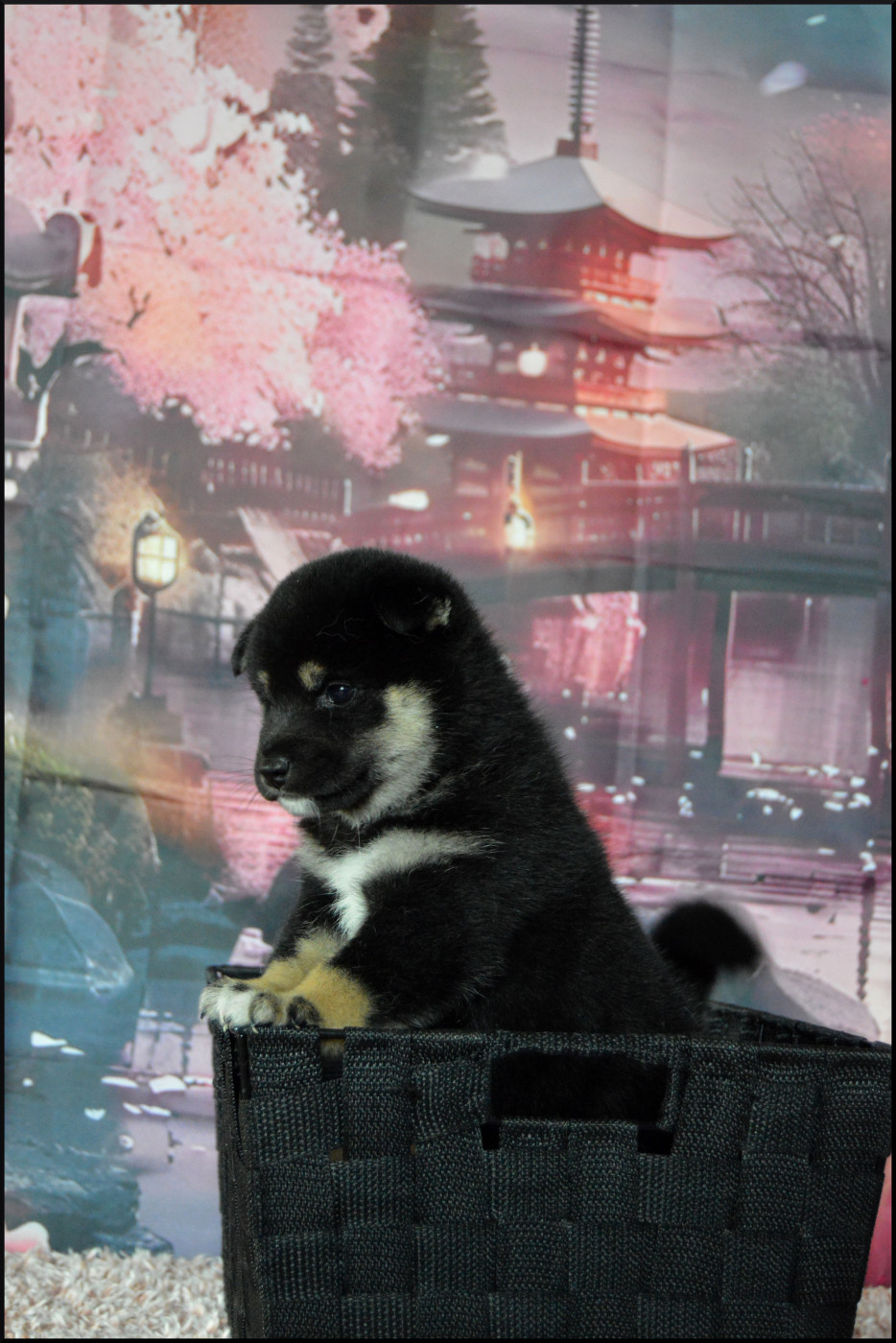 Sumidagawasou - Chiots disponibles - Shiba