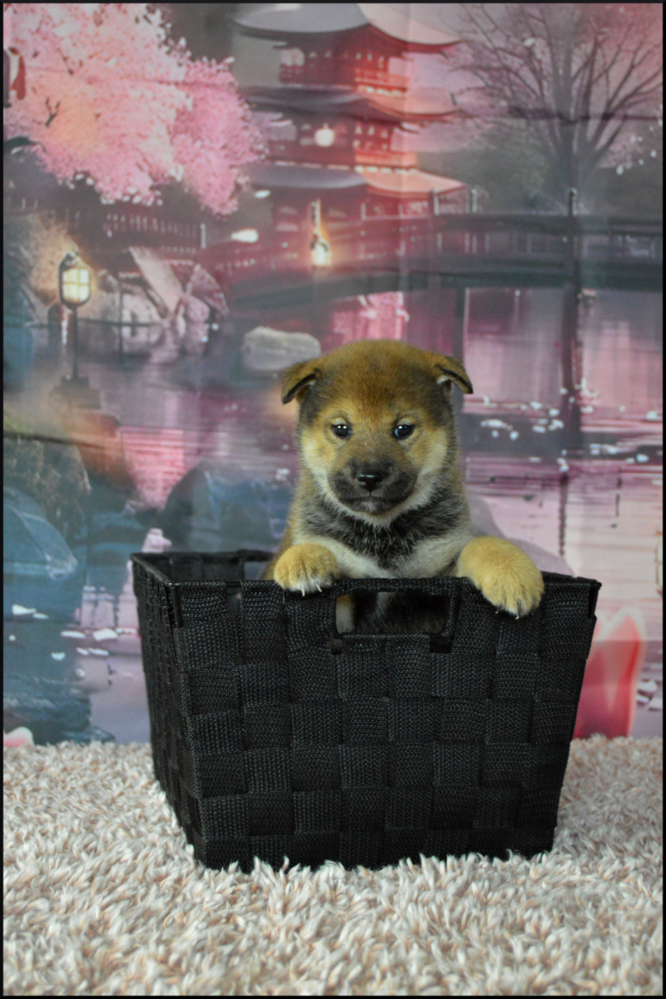 Sumidagawasou - Chiots disponibles - Shiba