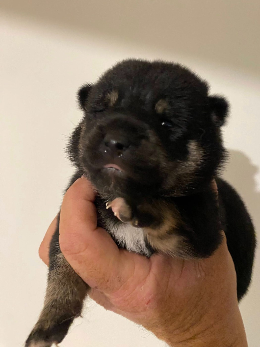 Sumidagawasou - Chiots disponibles - Shiba