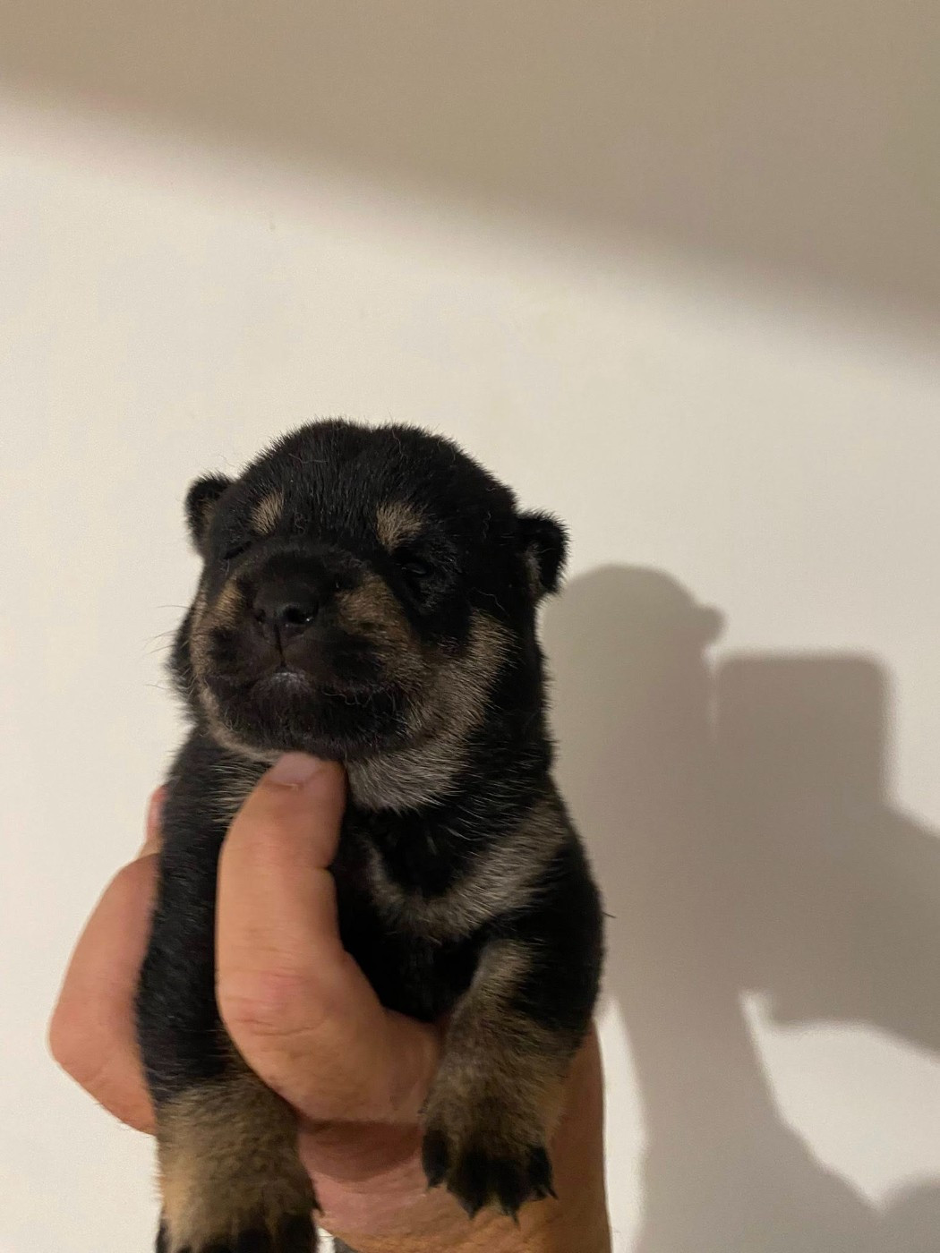 Sumidagawasou - Chiots disponibles - Shiba