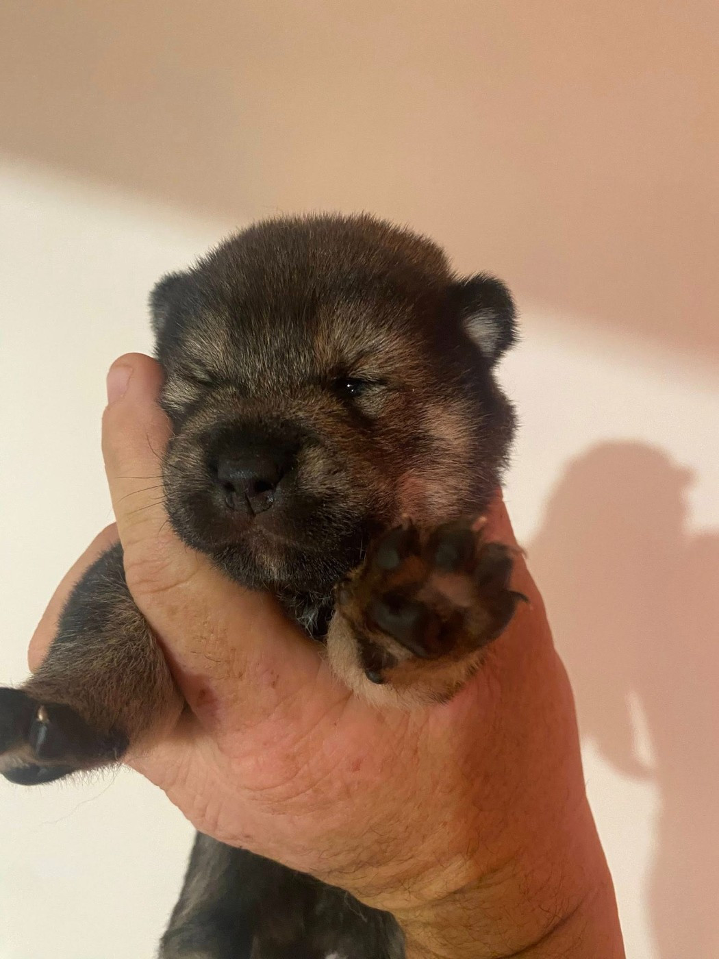 Sumidagawasou - Chiots disponibles - Shiba