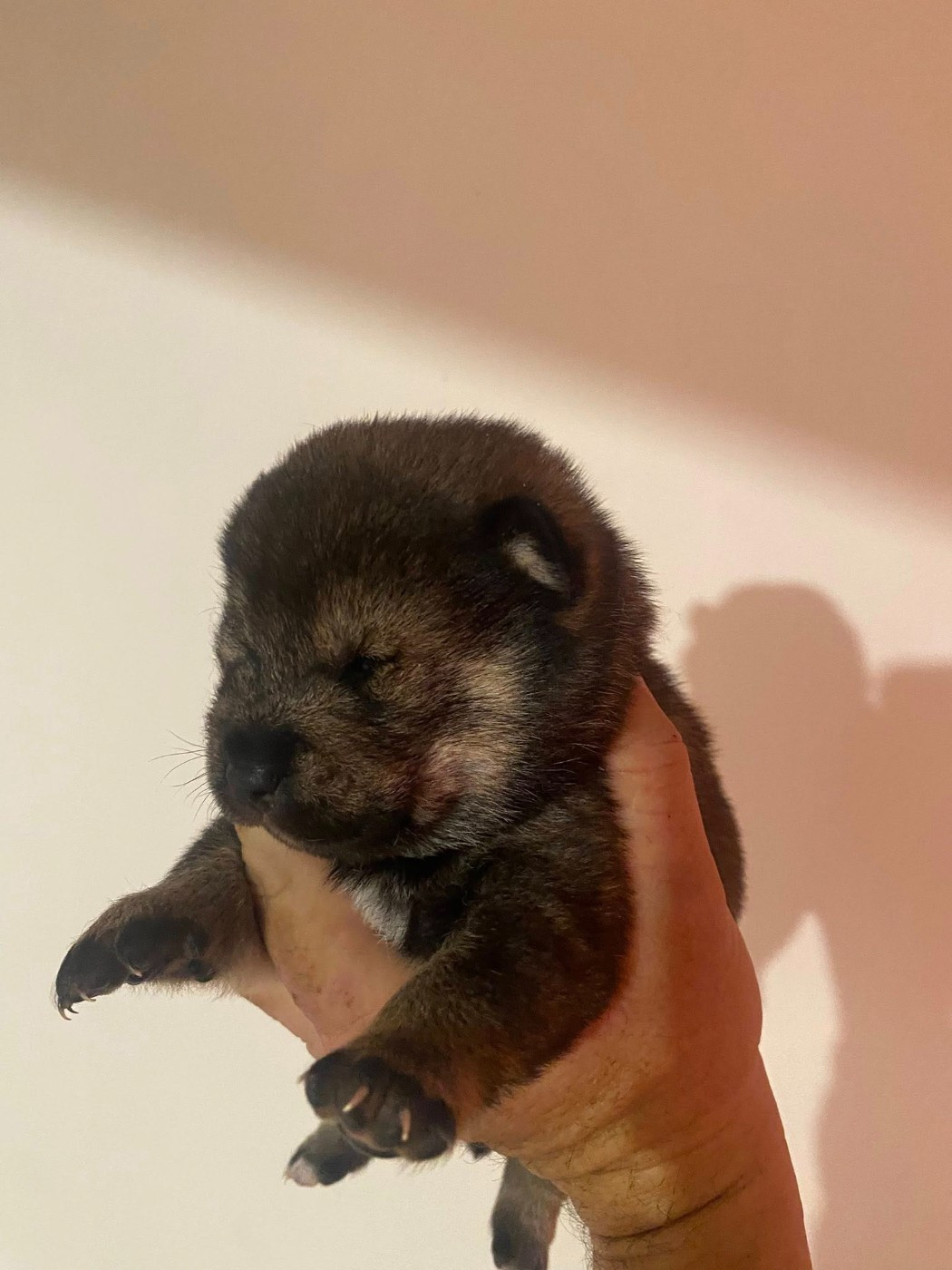 Sumidagawasou - Chiots disponibles - Shiba