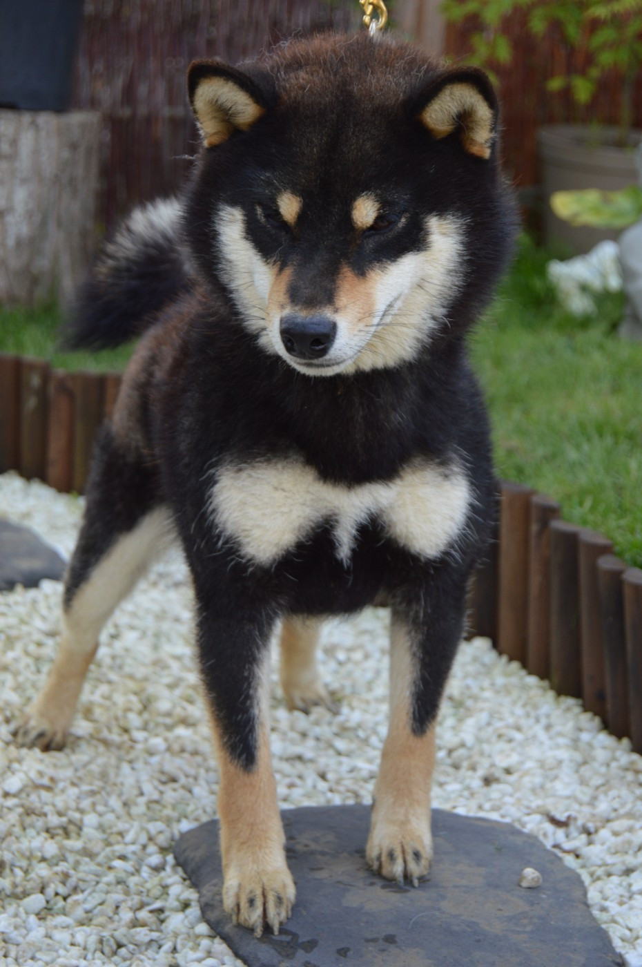 Chiot Shiba Sumidagawasou