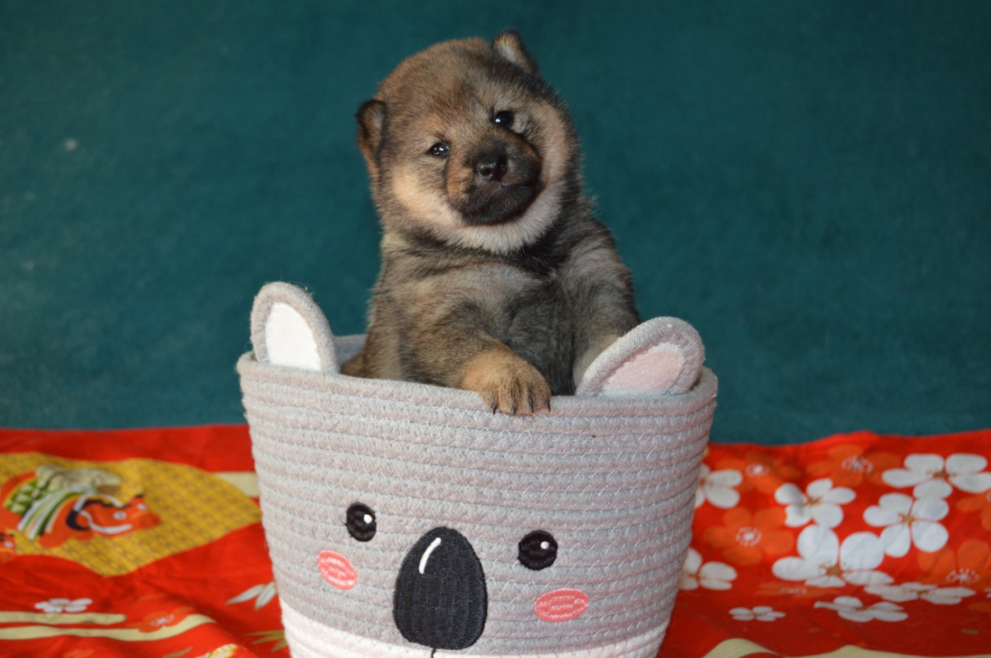 Sumidagawasou - Chiots disponibles - Shiba