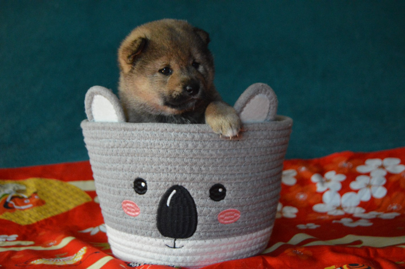 Sumidagawasou - Chiots disponibles - Shiba