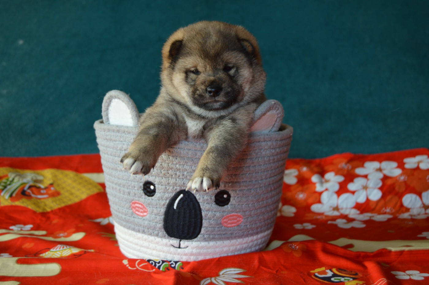 Chiot Shiba Sumidagawasou