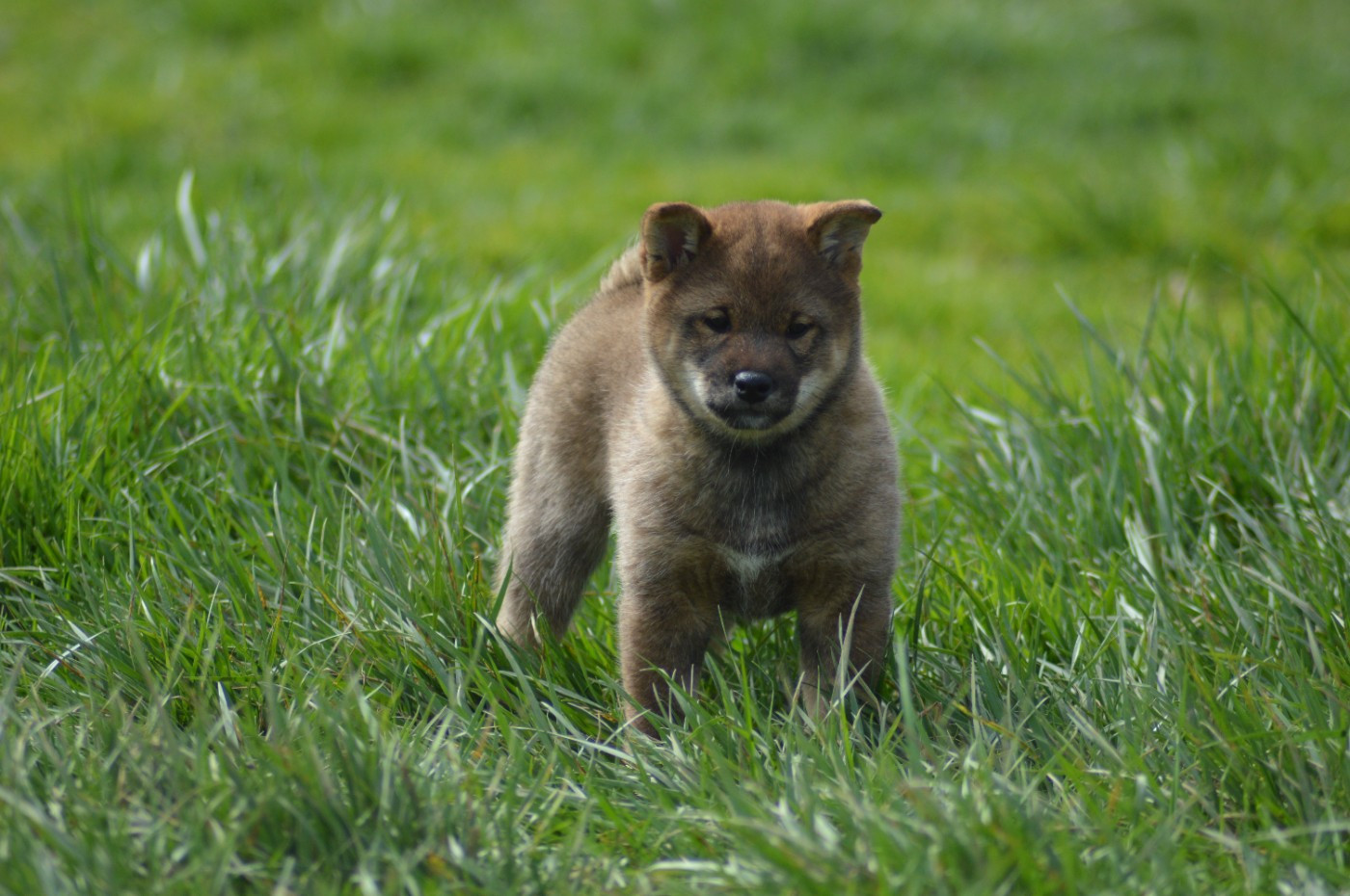 Sumidagawasou - Chiots disponibles - Shiba