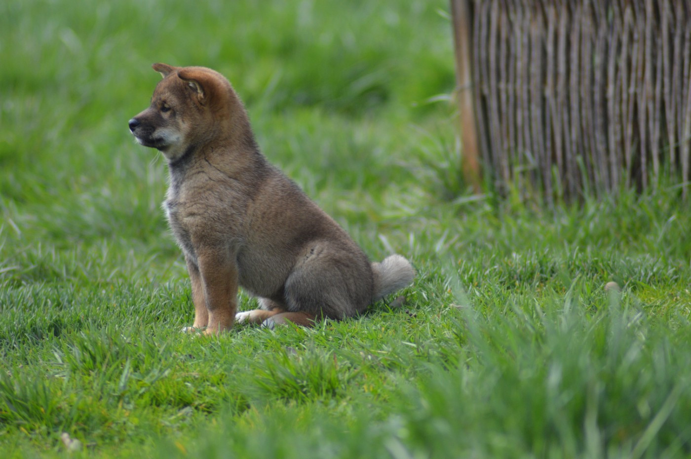 Sumidagawasou - Chiots disponibles - Shiba
