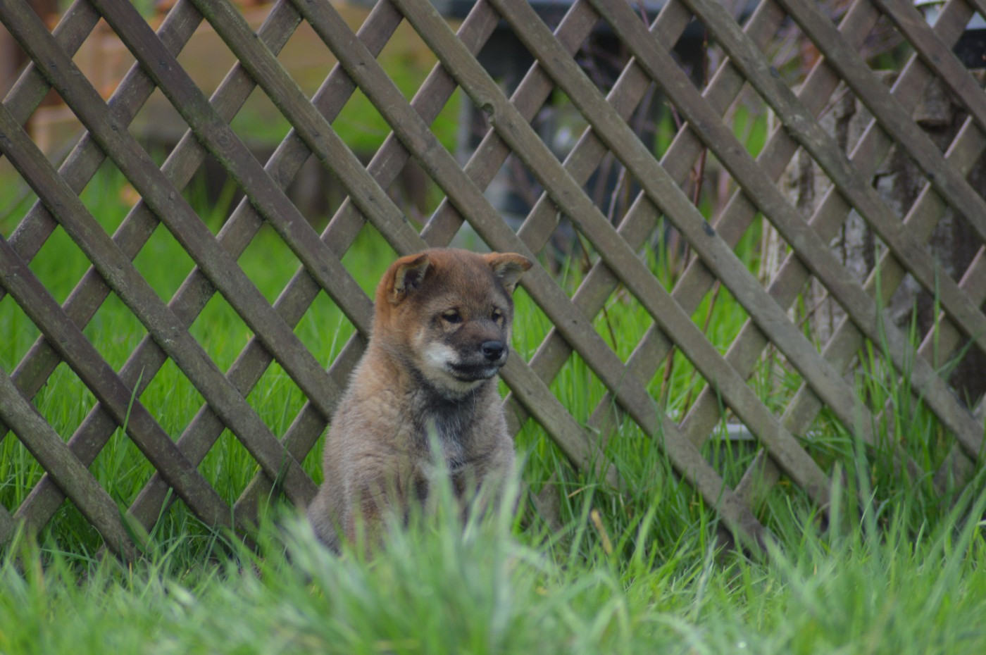 Sumidagawasou - Chiots disponibles - Shiba
