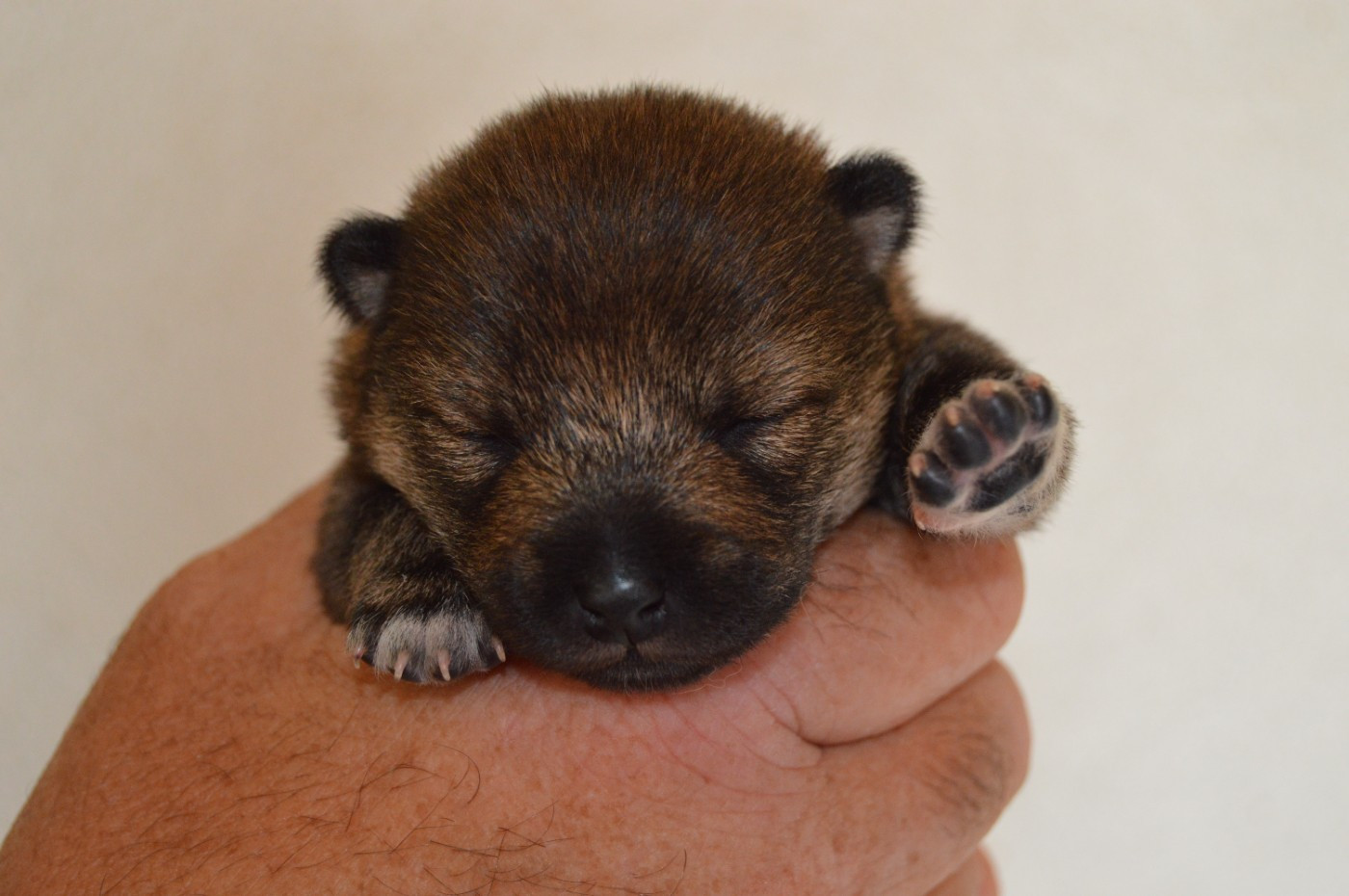 Sumidagawasou - Chiots disponibles - Shiba