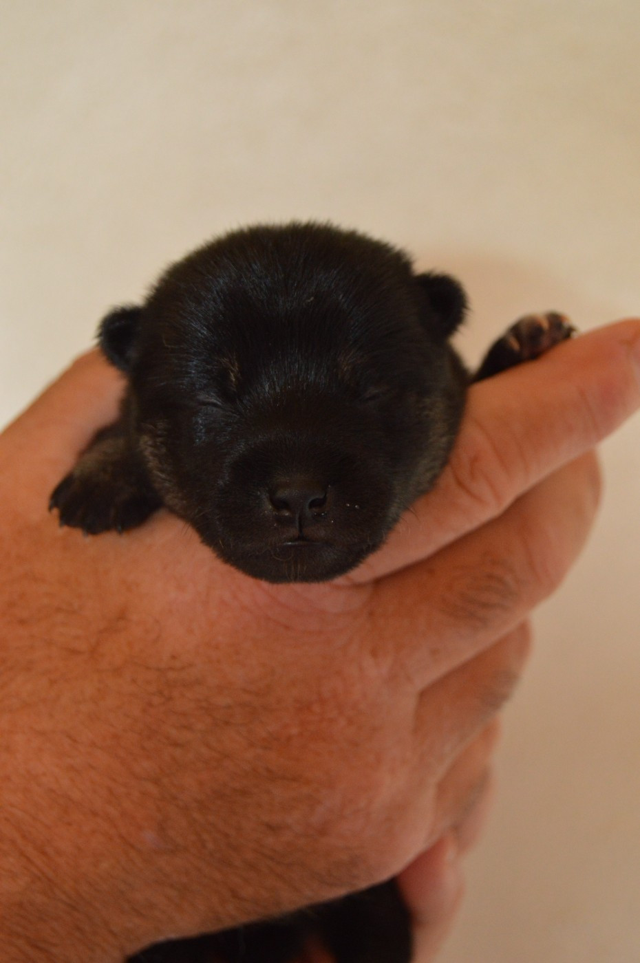 Sumidagawasou - Chiots disponibles - Shiba