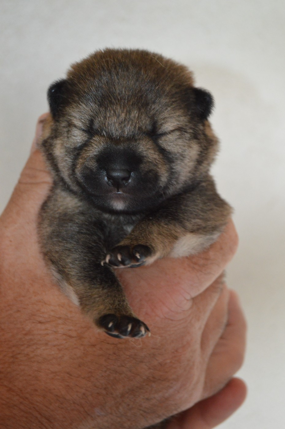 Sumidagawasou - Chiots disponibles - Shiba
