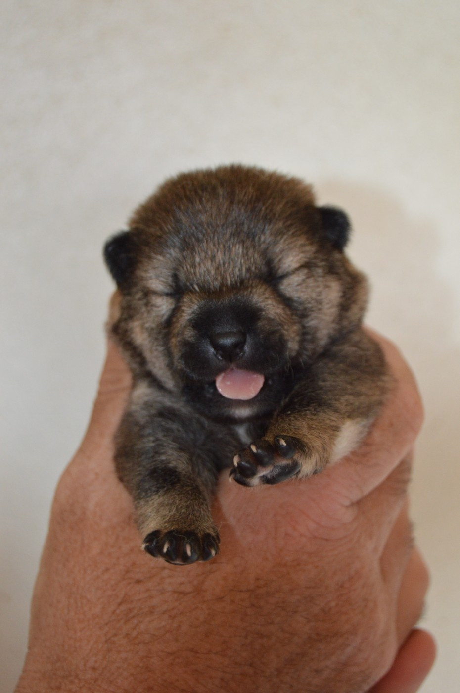 Chiot Shiba Sumidagawasou