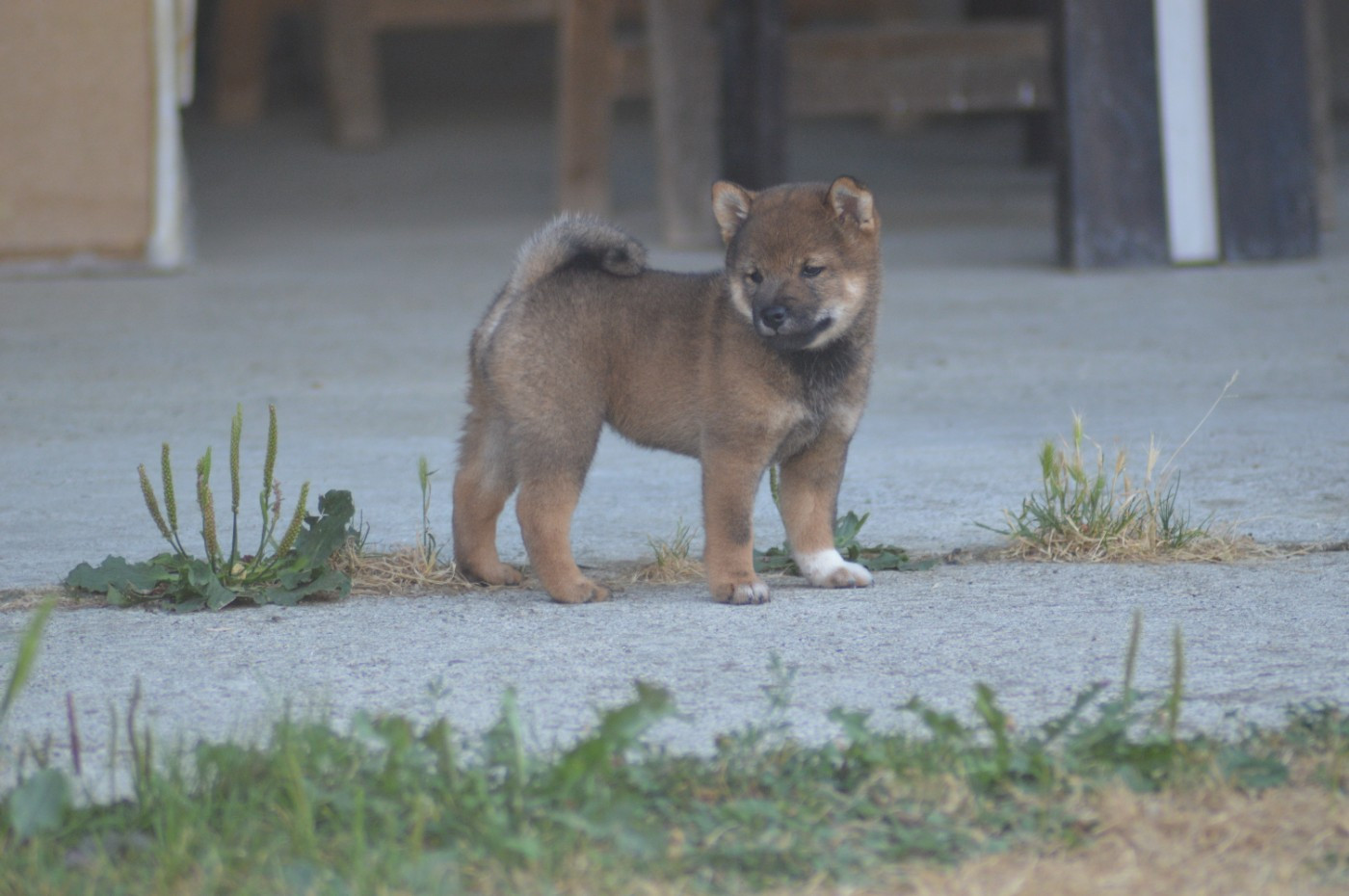 Sumidagawasou - Chiots disponibles - Shiba