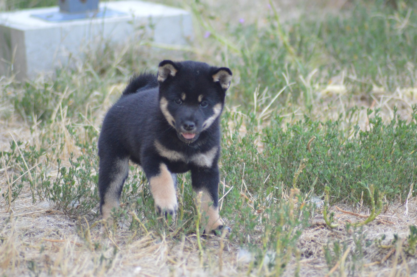 Sumidagawasou - Chiots disponibles - Shiba