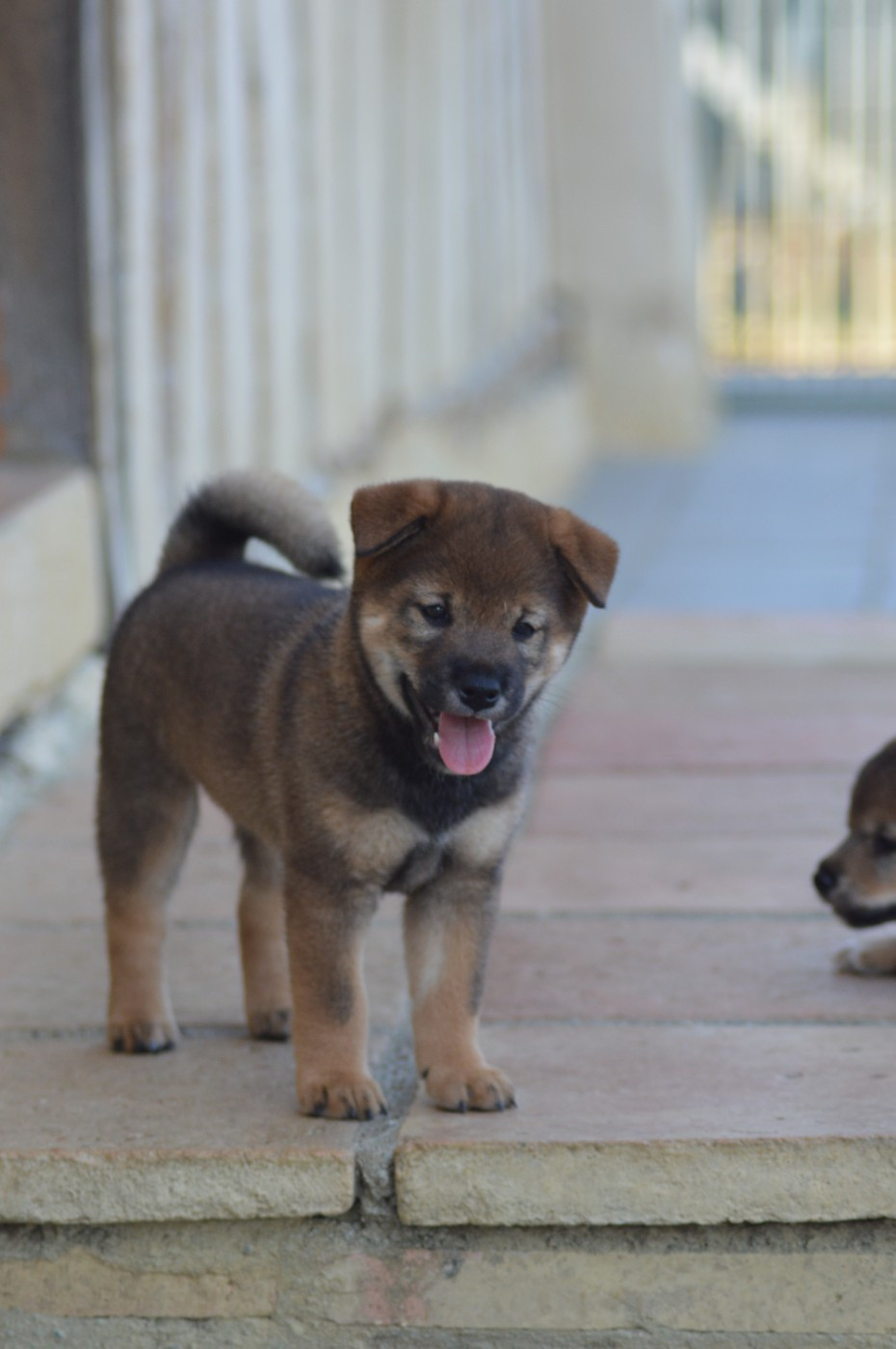 Sumidagawasou - Chiots disponibles - Shiba