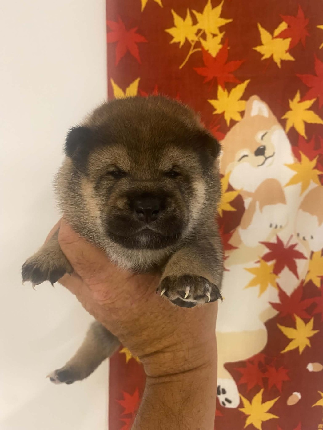 Sumidagawasou - Chiots disponibles - Shiba
