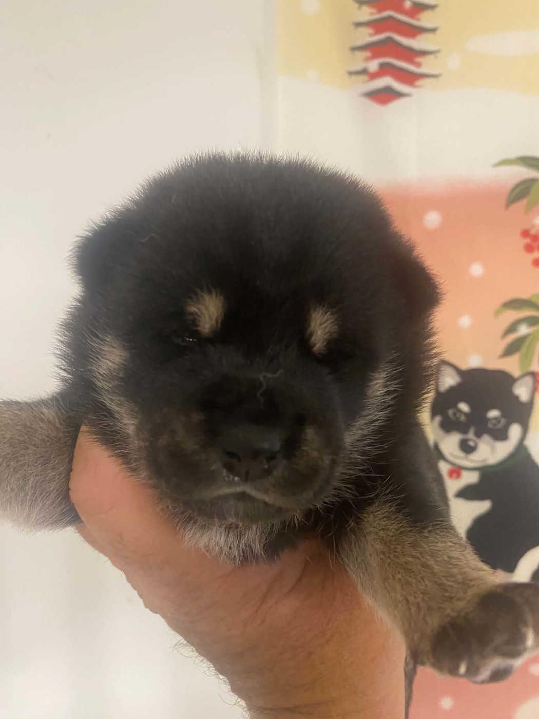 Sumidagawasou - Chiots disponibles - Shiba