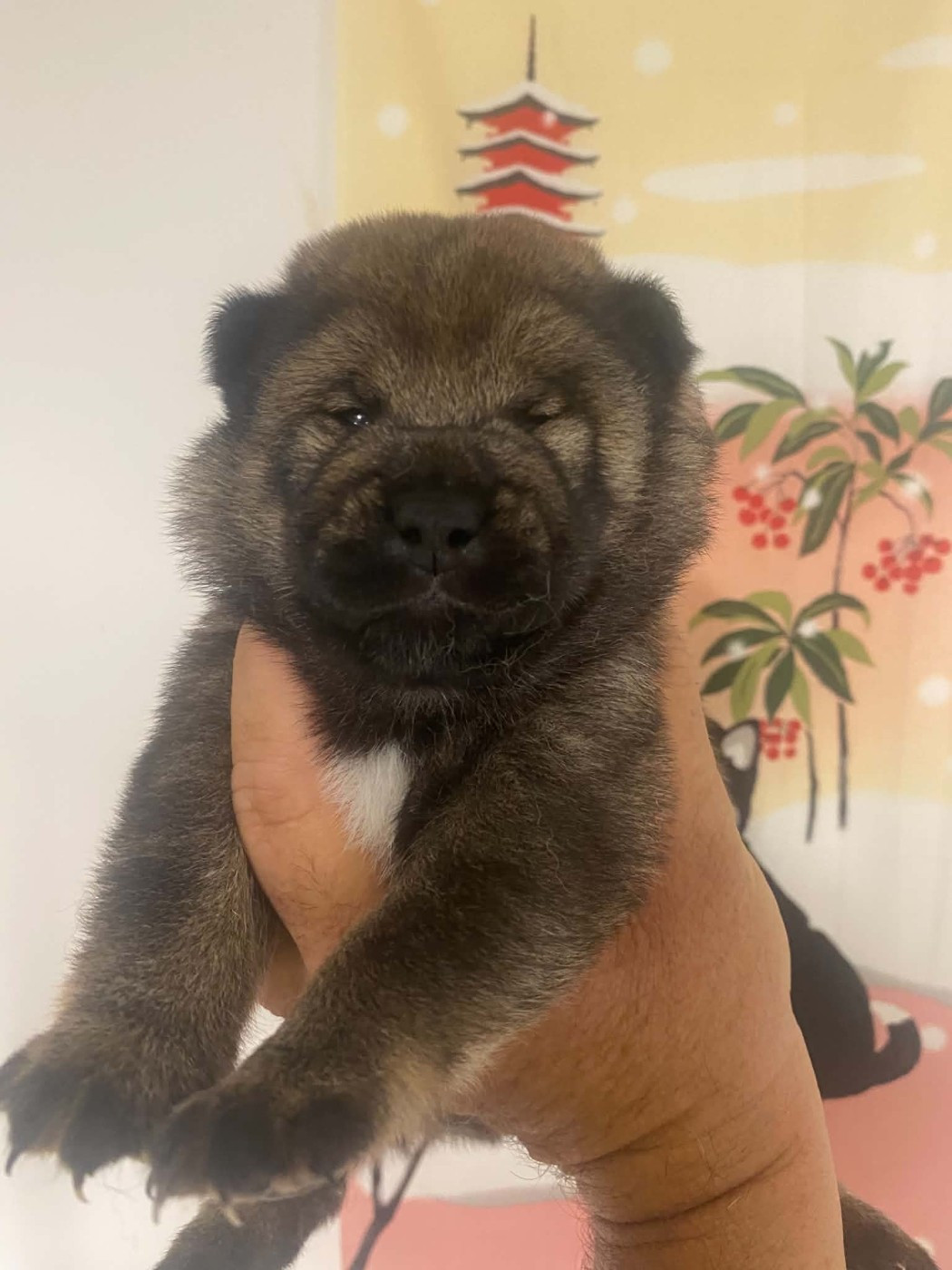 Sumidagawasou - Chiots disponibles - Shiba