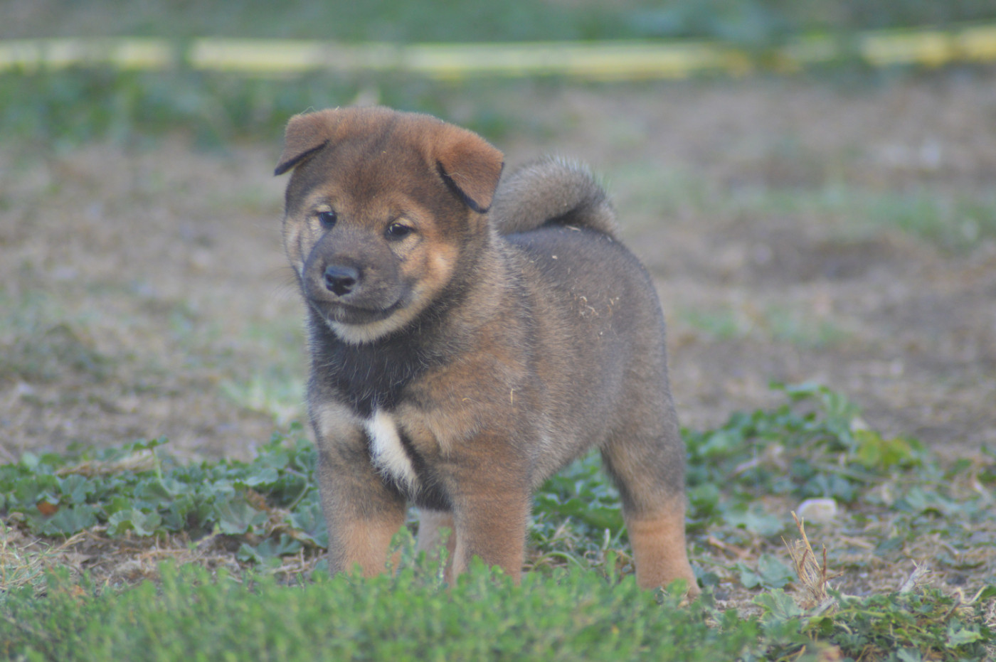 Sumidagawasou - Chiots disponibles - Shiba