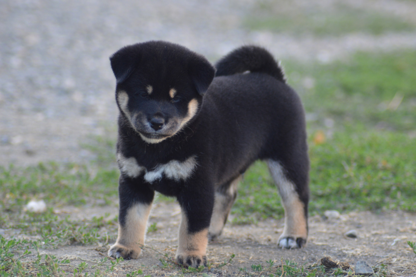 Sumidagawasou - Chiots disponibles - Shiba