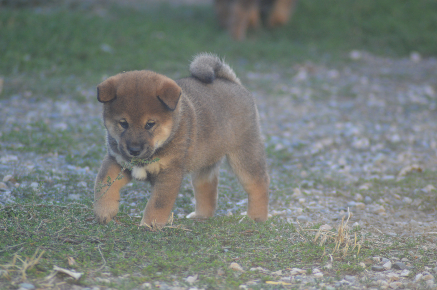 Sumidagawasou - Chiots disponibles - Shiba