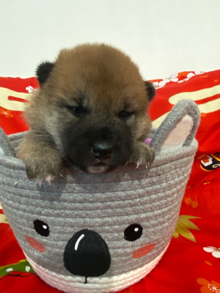 Sumidagawasou - Chiots disponibles - Shiba